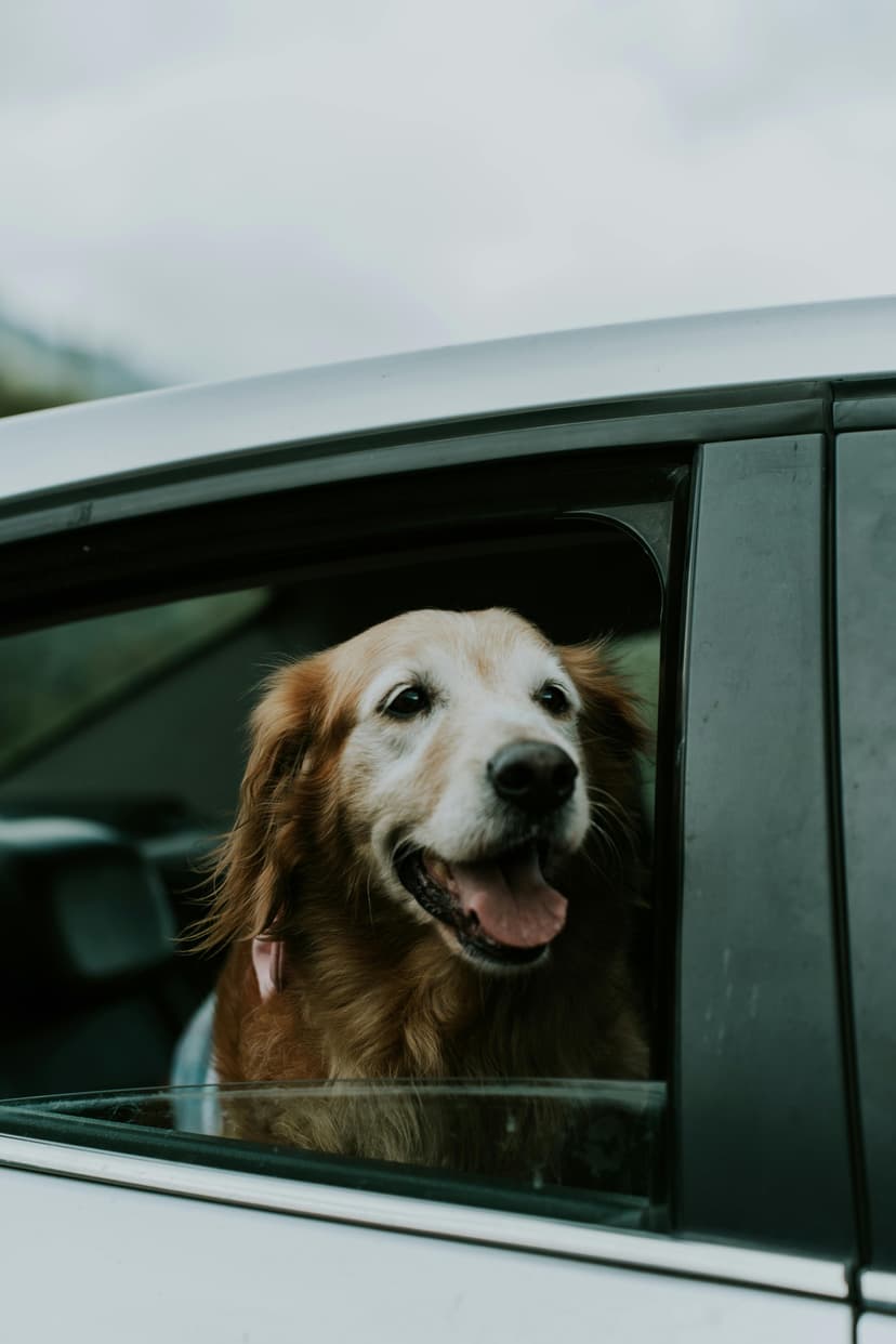 Pet Relocation